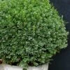 Korean Dwarf Boxwood - Buxus Sinica Var. Insularis 'Nana' - 6 Pack Of 1 Gallon Pots 1 Korean Dwarf Boxwood - Buxus Sinica Var. Insularis 'Nana' - 6 Pack Of 1 Gallon Pots -Bush Sale Shop Boxwood Korean Dwarf Insularis Nana 5