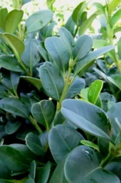 Shadow Sentry Pyramidal Boxwood - 3 Gallon Pot 11 Shadow Sentry Pyramidal Boxwood - 3 Gallon Pot -Bush Sale Shop Boxwood Shadow Sentry 1