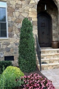 Shadow Sentry Pyramidal Boxwood - 3 Gallon Pot 10 Shadow Sentry Pyramidal Boxwood - 3 Gallon Pot -Bush Sale Shop Boxwood Shadow Sentry 3