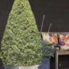 Variegated Boxwood Cone Topiary (Buxus Sempervirens 'Variegata') - 5 Gallon Pot 2 Variegated Boxwood Cone Topiary (Buxus Sempervirens 'Variegata') - 5 Gallon Pot -Bush Sale Shop Boxwood Variegated Cone 10 1