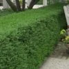 Wintergreen Boxwood - 1 Gallon Pot 2 Wintergreen Boxwood - 1 Gallon Pot -Bush Sale Shop Boxwood Wintergreen 10 2