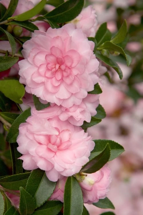 October Magic Pink Perplexion Camellia - 2 Gallon Pot 3 October Magic Pink Perplexion Camellia - 2 Gallon Pot
