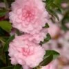 October Magic Pink Perplexion Camellia - 3 Gallon Pot 1 October Magic Pink Perplexion Camellia - 3 Gallon Pot -Bush Sale Shop Caellia Pink Perplexion 500x750 4