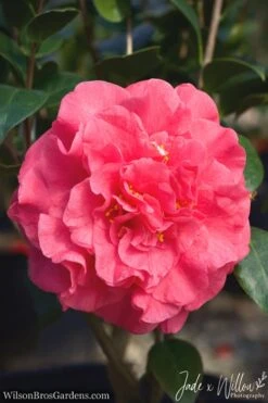 Bush Sale Shop 31 Ack-Scent Fragrant Pink Camellia Japonica - 3 Gallon Pot