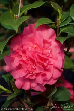 Ack-Scent Fragrant Pink Camellia Japonica - 3 Gallon Pot 10 Ack-Scent Fragrant Pink Camellia Japonica - 3 Gallon Pot -Bush Sale Shop Camellia Ack Scent JW 2 1