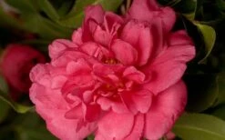 Alabama Beauty Camellia Sasanqua - 2 Gallon Pot 9 Alabama Beauty Camellia Sasanqua - 2 Gallon Pot -Bush Sale Shop Camellia Alabama Beauty 50 3