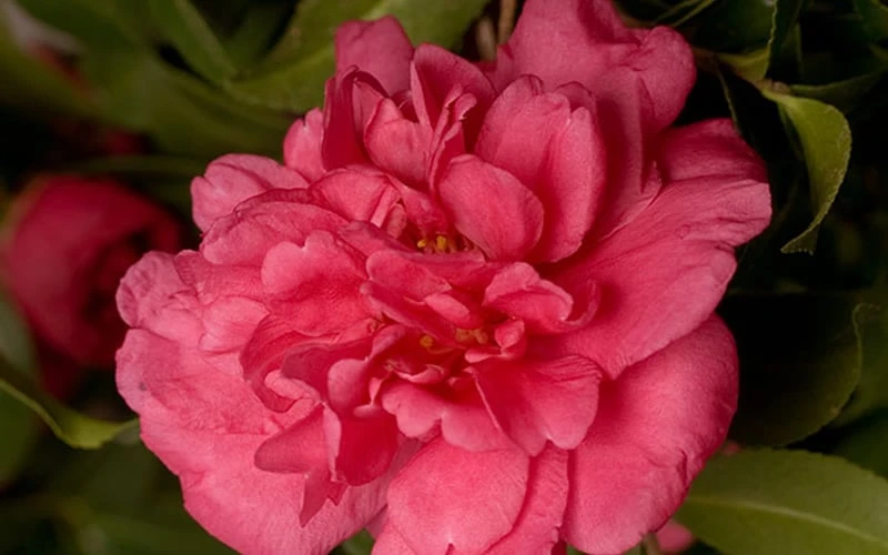 Alabama Beauty Camellia Sasanqua - 2 Gallon Pot 6 Alabama Beauty Camellia Sasanqua - 2 Gallon Pot - Image 4