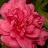 Alabama Beauty Camellia Sasanqua - 1 Gallon Pot 2 Alabama Beauty Camellia Sasanqua - 1 Gallon Pot -Bush Sale Shop Camellia Alabama Beauty 500x750 2