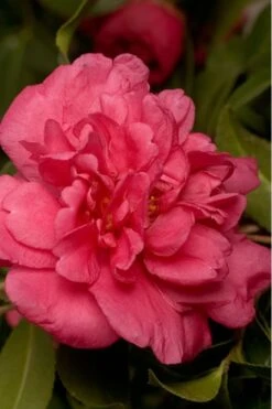 Bush Sale Shop 43 Alabama Beauty Camellia Sasanqua - 1 Gallon Pot