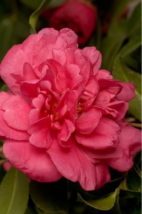 Alabama Beauty Camellia Sasanqua - 2 Gallon Pot 3 Alabama Beauty Camellia Sasanqua - 2 Gallon Pot
