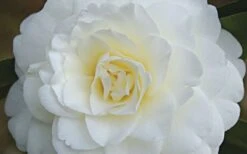 Alba Plena Camellia Japonica - 3 Gallon Pot 11 Alba Plena Camellia Japonica - 3 Gallon Pot -Bush Sale Shop Camellia Alba Plena Flower Closeup 1