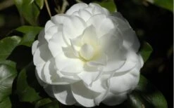 Alba Plena Camellia Japonica - 7 Gallon Pot (3-4') -Bush Sale Shop Camellia Alba Plena Flower Closeup 2