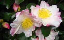Apple Blossom Camellia Sasanqua - 1 Gallon Pot -Bush Sale Shop Camellia Apple Blossom 1