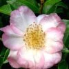 Apple Blossom Camellia Sasanqua - 3 Gallon Pot 2 Apple Blossom Camellia Sasanqua - 3 Gallon Pot -Bush Sale Shop Camellia Apple Blossom 11 1