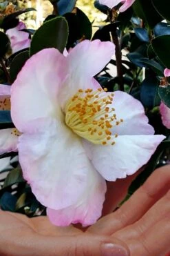 Apple Blossom Camellia Sasanqua - 1 Gallon Pot -Bush Sale Shop Camellia Apple Blossom 6