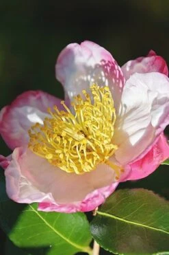 Apple Blossom Camellia Sasanqua - 1 Gallon Pot -Bush Sale Shop Camellia Apple Blossom 7