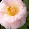 April Blush Cold Hardy Pink Camellia Japonica - 1 Gallon Pot 1 April Blush Cold Hardy Pink Camellia Japonica - 1 Gallon Pot -Bush Sale Shop Camellia April Blush 2 1
