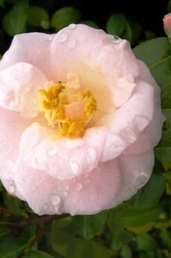 April Blush Cold Hardy Pink Camellia - 3 Gallon Pot
