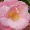 April Remembered Cold Hardy Pink Camellia Japonica - 1 Gallon Pot 2 April Remembered Cold Hardy Pink Camellia Japonica - 1 Gallon Pot -Bush Sale Shop Camellia April Remembered 1 500x750 3