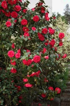 April Tryst Camellia Japonica - 7 Gallon Pot (3-4') 10 April Tryst Camellia Japonica - 7 Gallon Pot (3-4') -Bush Sale Shop Camellia April Tryst 2