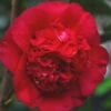 April Tryst Camellia Japonica - 2 Gallon Pot