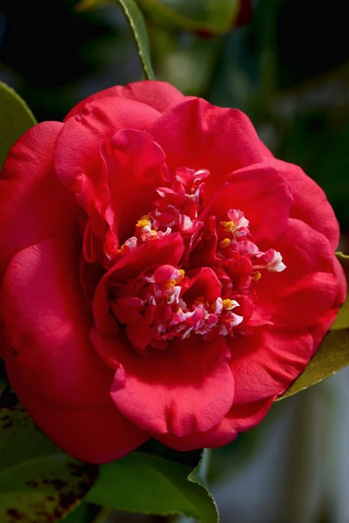 April Tryst Camellia Japonica - 7 Gallon Pot (4-5') 3 April Tryst Camellia Japonica - 7 Gallon Pot (4-5')