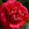 April Tryst Camellia Japonica - 3 Gallon Pot 1 April Tryst Camellia Japonica - 3 Gallon Pot -Bush Sale Shop Camellia April Tryst 3 3