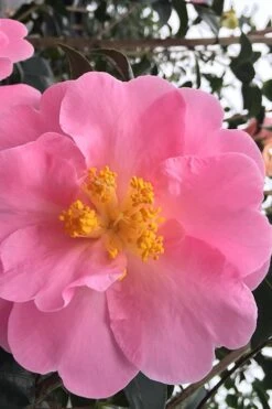 Arctic Dawn Cold Hardy Pink Camellia Hybrid - 1 Gallon Pot -Bush Sale Shop Camellia Arctic Dawn 1
