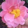 Arctic Dawn Cold Hardy Pink Camellia Hybrid - 1 Gallon Pot -Bush Sale Shop Camellia Arctic Dawn 22