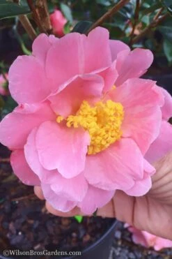 Bush Sale Shop 11 Arctic Dawn Cold Hardy Pink Camellia Hybrid - 1 Gallon Pot