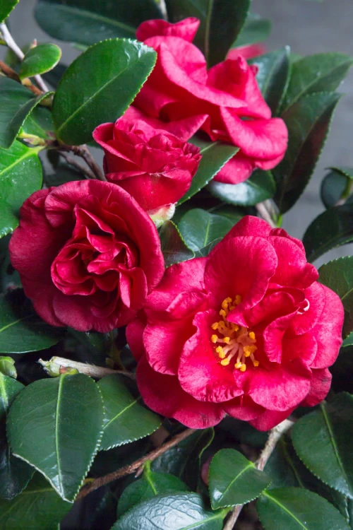 Bella Rouge Camellia Sasanqua - 1 Gallon Pot 3 Bella Rouge Camellia Sasanqua - 1 Gallon Pot