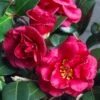 Bella Rouge Camellia Sasanqua - 2 Gallon Pot 2 Bella Rouge Camellia Sasanqua - 2 Gallon Pot -Bush Sale Shop Camellia Bella Rouge 10