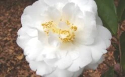 Bessie Battle Camellia Japonica - 3 Gallon Pot 9 Bessie Battle Camellia Japonica - 3 Gallon Pot -Bush Sale Shop Camellia Bessie Battle 1