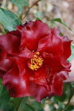 Black Magic Camellia Japonica - 5 Gallon Pot 9 Black Magic Camellia Japonica - 5 Gallon Pot -Bush Sale Shop Camellia Black Magic 2 1
