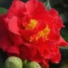 Blood Of China Fragrant Red Camellia Japonica - 1 Gallon Pot 2 Blood Of China Fragrant Red Camellia Japonica - 1 Gallon Pot -Bush Sale Shop Camellia Blood Of China 1 2