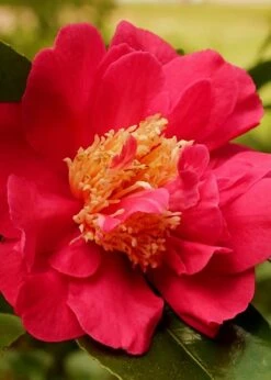 Blood Of China Fragrant Red Camellia Japonica - 1 Gallon Pot 9 Blood Of China Fragrant Red Camellia Japonica - 1 Gallon Pot -Bush Sale Shop Camellia Blood Of China 3 2
