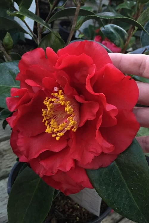 Bob Hope Camellia Japonica - 3 Gallon Pot 3 Bob Hope Camellia Japonica - 3 Gallon Pot