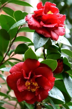 Bob Hope Camellia Japonica - 1 Gallon Pot -Bush Sale Shop Camellia Bob Hope 3 1
