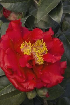 Bob Hope Camellia Japonica - 3 Gallon Pot 11 Bob Hope Camellia Japonica - 3 Gallon Pot -Bush Sale Shop Camellia Bob Hope 5