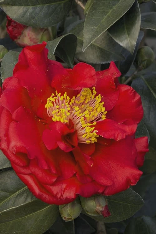 Bob Hope Camellia Japonica - 3 Gallon Pot 6 Bob Hope Camellia Japonica - 3 Gallon Pot - Image 4
