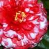 Bobbie Fain Red & White Variegated Camellia Japonica - 1 Gallon Pot