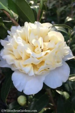 Bush Sale Shop 19 Brushfield Yellow Camellia Japonica - 1 Gallon Pot