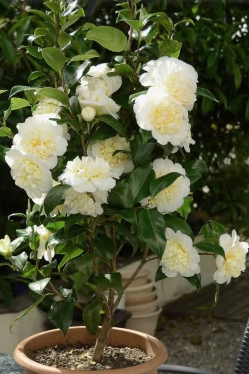 Brushfield Yellow Camellia Japonica - 3 Gallon Pot 7 Brushfield Yellow Camellia Japonica - 3 Gallon Pot - Image 5