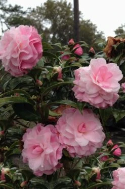 Buttons 'n Bows Camellia Hybrid - 3 Gallon Pot 8 Buttons 'n Bows Camellia Hybrid - 3 Gallon Pot -Bush Sale Shop Camellia Buttons And Bows 1