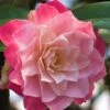 Buttons 'n Bows Camellia Hybrid - 1 Gallon Pot -Bush Sale Shop Camellia Buttons And Bows JW 1 1