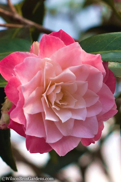 Buttons 'n Bows Camellia Hybrid - 3 Gallon Pot 3 Buttons 'n Bows Camellia Hybrid - 3 Gallon Pot