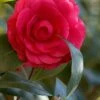 C. M. Hovey Camellia Japonica - 3 Gallon Pot 2 C. M. Hovey Camellia Japonica - 3 Gallon Pot -Bush Sale Shop Camellia C M Hovey 1 500x750 1