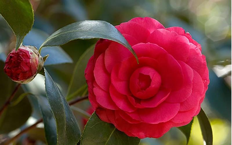 C. M. Hovey Camellia Japonica - 3 Gallon Pot 6 C. M. Hovey Camellia Japonica - 3 Gallon Pot - Image 4