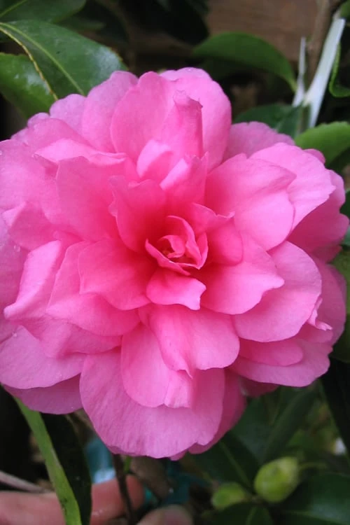 Chansonette Dwarf Weeping Camellia Sasanqua - 1 Gallon Pot 3 Chansonette Dwarf Weeping Camellia Sasanqua - 1 Gallon Pot