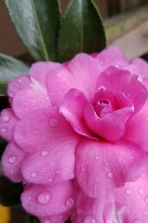 Chansonette Dwarf Weeping Camellia Sasanqua - 1 Gallon Pot 7 Chansonette Dwarf Weeping Camellia Sasanqua - 1 Gallon Pot - Image 5